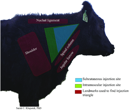 Beef-Quality-Assurance-recommendation-to-give-all-injections-into-the-neck-only-shown-in