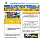 Flower Fact Sheet - Hollyhocks