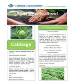 Vegetable Fact Sheet - Cabbage