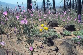 Wildflowers bloom after a fire in Cuyamaca State Park. Image courtesy San Diego State University