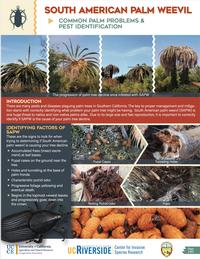 Common Palm Problems & Pest Identification