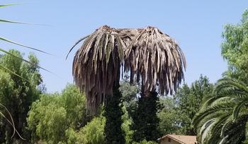 Canary Island date palms in decline