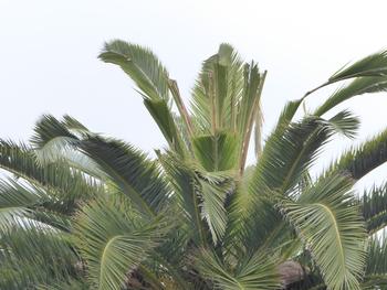 Palm fronds with feeding damage from SAPW larvae