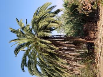 SAPW infested palm showing decline