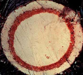 Classic symptom of Red Ring Nematode, palm cross-section