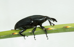 Adult South American palm weevil