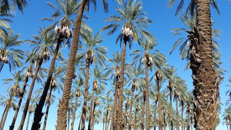 Date Palms of Coachella Valley, CA