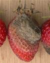 botyrytis-on-strawberry
