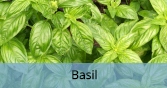 Basil_Final