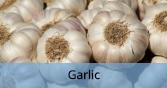 Garlic_Final