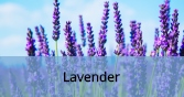 Lavender_Final