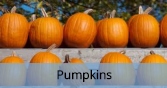Pumpkins_Final