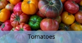 Tomatoes_Final