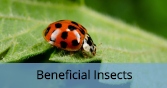 BeneficialInsects_Final