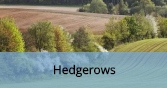Hedgerows_Final