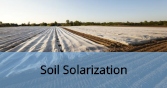 SoilSolarization_Final