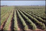 Olive Production_150_border