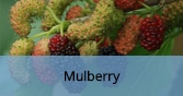Mulberry_Final