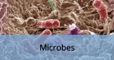 Microbes_Final