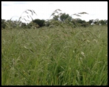 Cover Crops 1