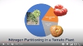 Nitrogen Dynamics in Tomatoes