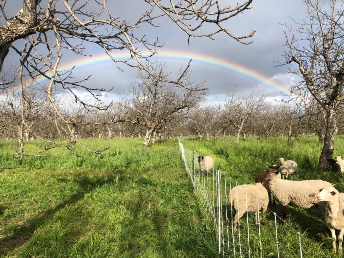 Rainbow Over Sheep