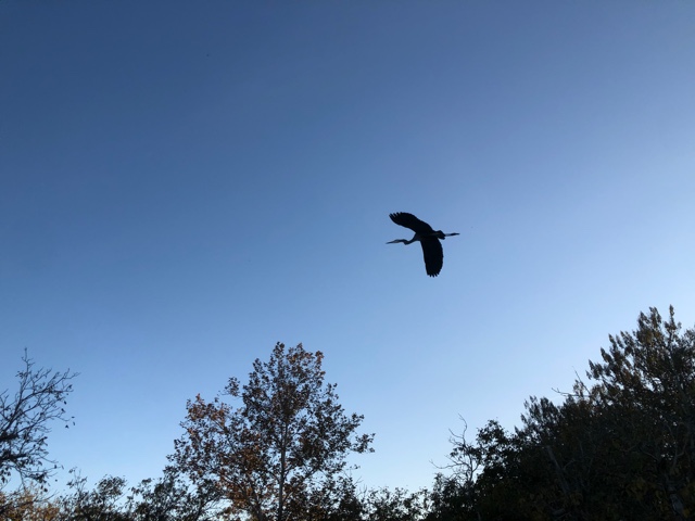 Blue Heron Flying Over Farm