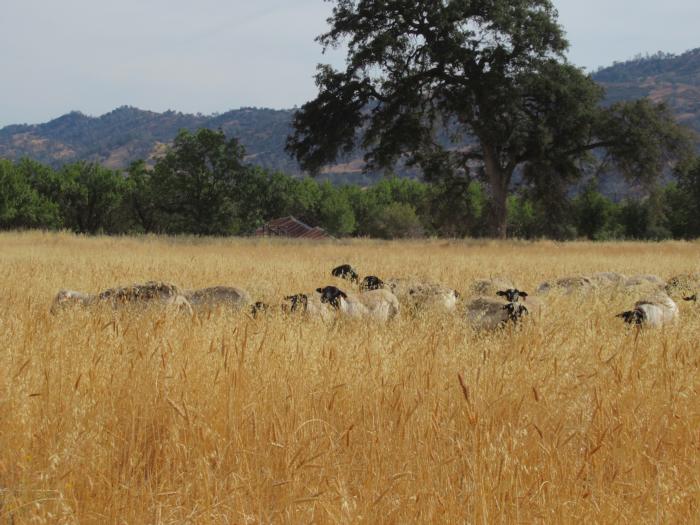 Sheep grazing wheat