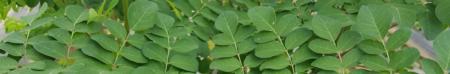 moringa leaves cropped