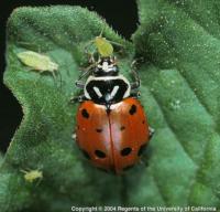 Identifying Beneficial Insects