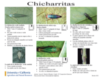 Chicharritas p1