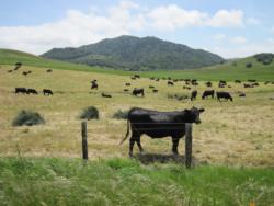 Blk cows on overgrazed near green pasture