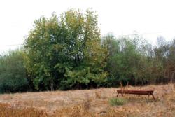 Photo 1. Box elder and arroyo willow
