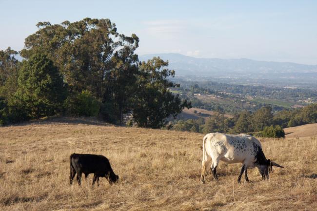 Cattle Graze near Santa Rosa