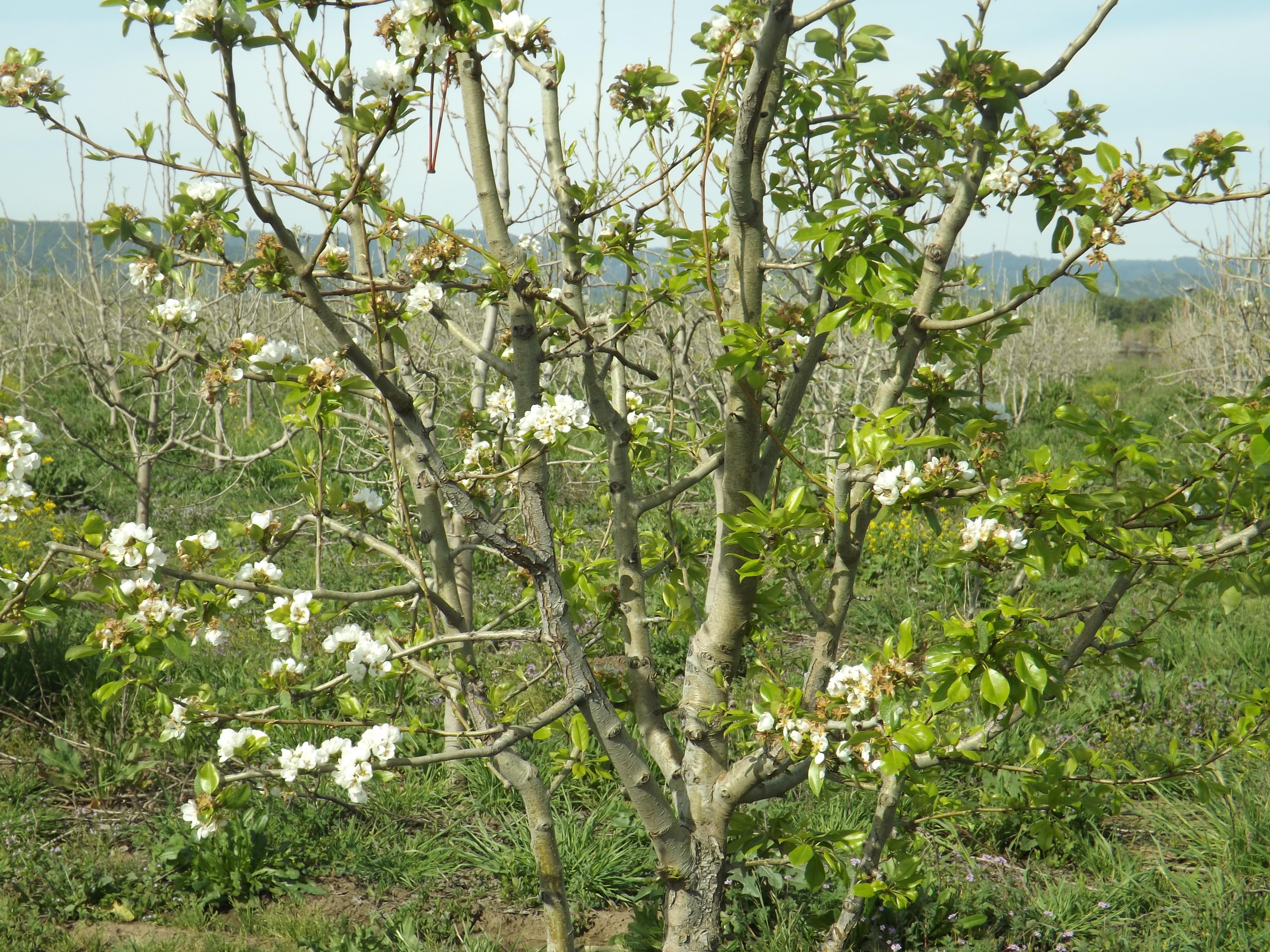 Pear tree showing uneven leafing out and flowering due to inadequate winter chilling.