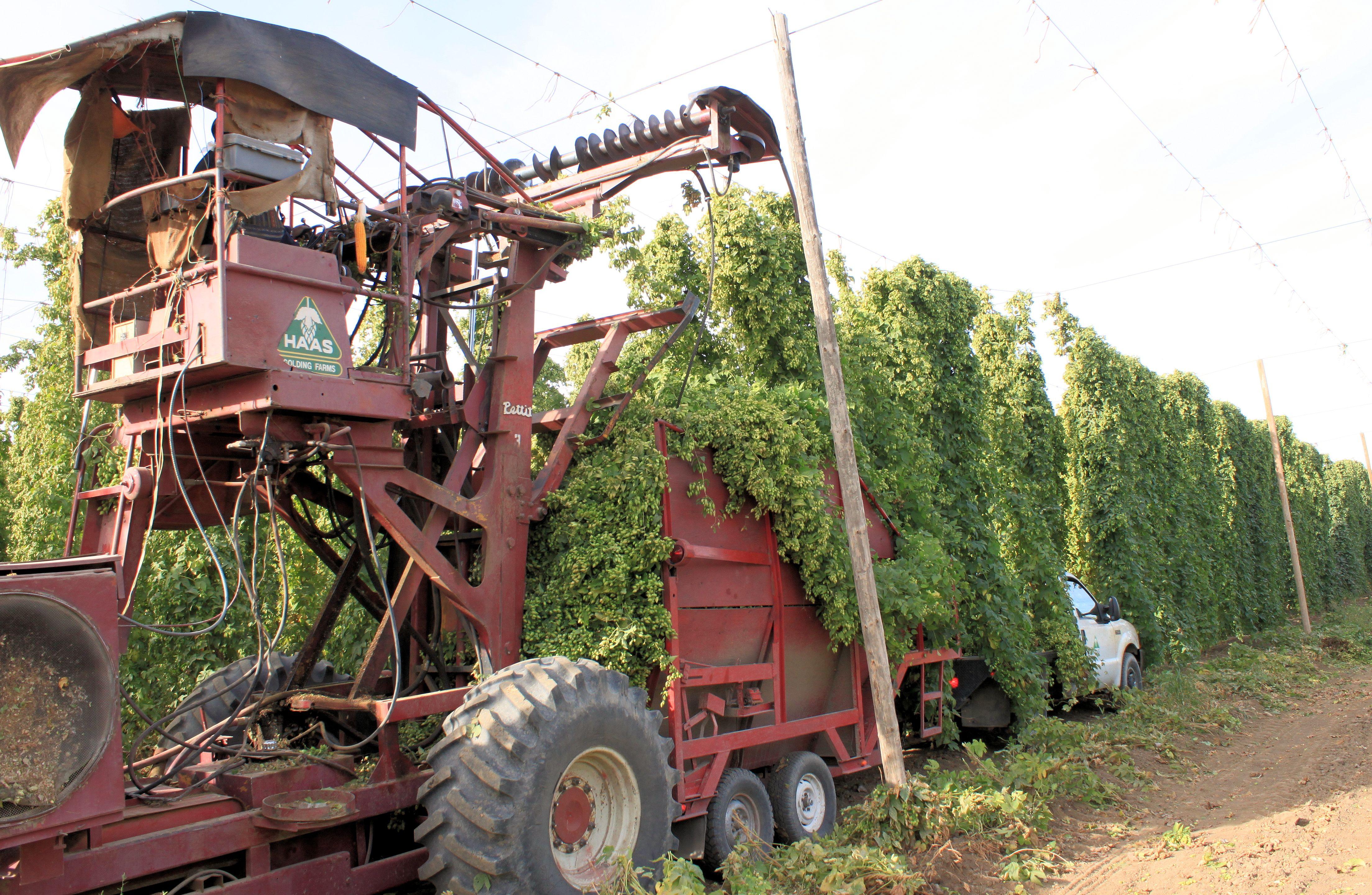07 Hop harvest - top cutter dropping vines into trailer for transport to the processing plant nearby