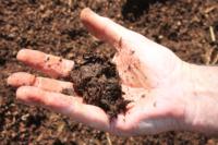 7. Squeeze compost in hand to determine approximate moisture content
