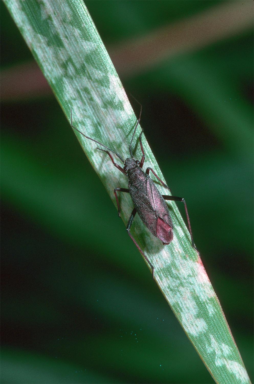 Fig. 10. Black grass bug adult on a grass blade. The white patches are feeding damage.   Photo: Jack K. Clark