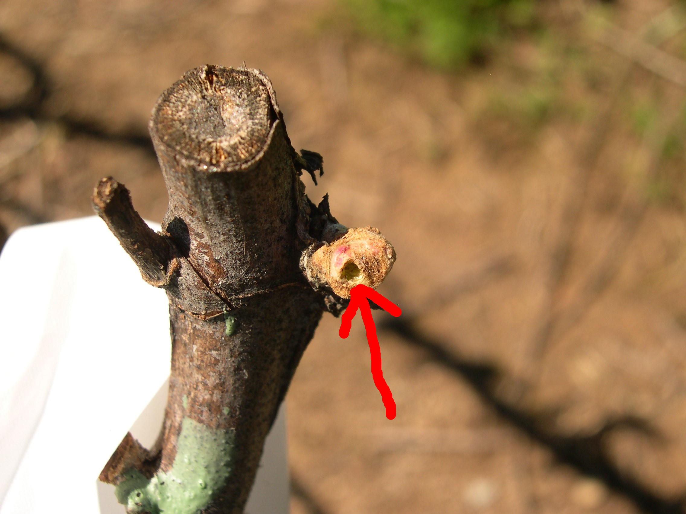 Fig. 2b. European earwig feeding damage on unopened bud. Photo: Rhonda Smith