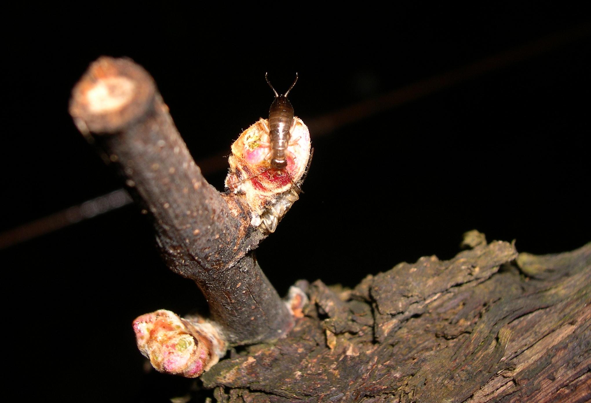 Fig. 2a. European earwig feeding on a bud. Photo: Rhonda Smith