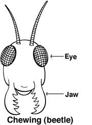 Fig. 1. Diagram showing the jaw of a beetle. Insects that chew have jaws to bite; caterpillars (worms), earwigs and crickets.