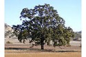 Valley oak - Q. lobata