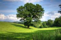 Landowner Resources tree-oak-landscape-view-53435