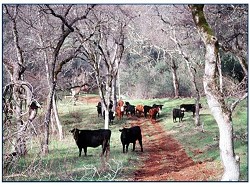 cows in oaks