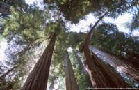 Redwoods - ANR repository