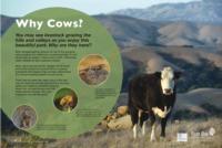 Grazing Panel - Why Cows