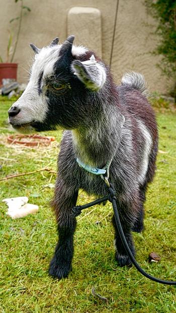 pygmy-goat-3605202_960_720