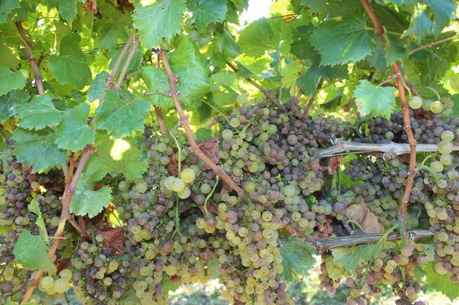 Botrytis infected Chardonnay