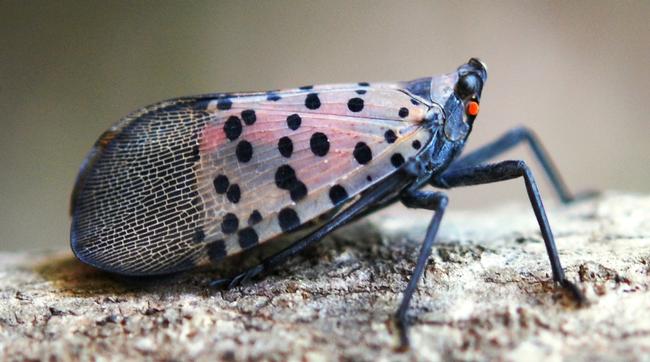 Figure 1. Side view of the adult Spotted Lanternfly (SLF).