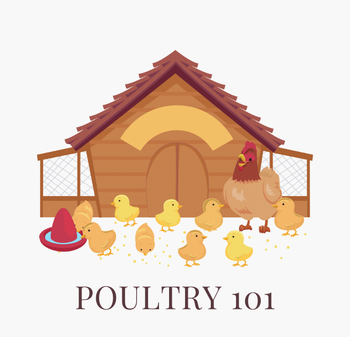 Poultry 101 cropped short